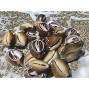 Búzios Africano Aberto Natural - 500g 1kg / Umbanda e Candomblé